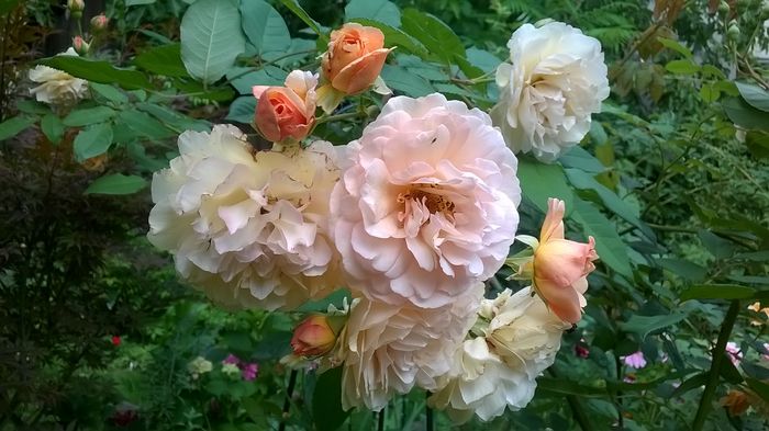WP_20160722_069 - 2016 Gradina rozelor