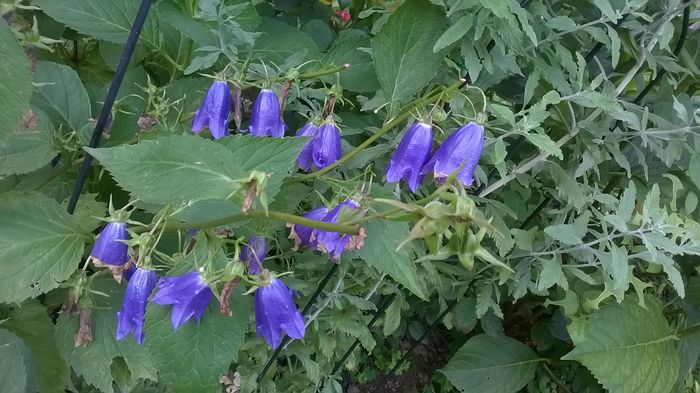 WP_20160722_071 - Phlox si alte perene