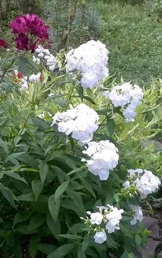 WP_20160722_079 - Phlox si alte perene
