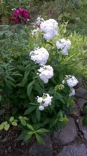 WP_20160722_081 - Phlox si alte perene