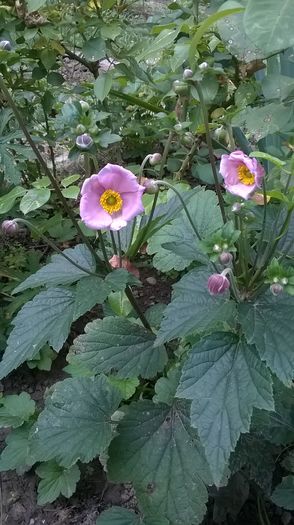 WP_20160722_082 - Phlox si alte perene