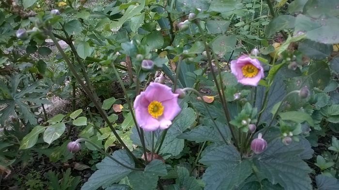 WP_20160722_084 - Phlox si alte perene