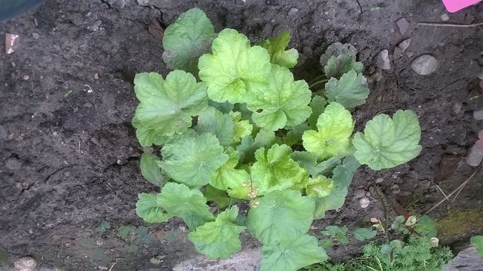 Miracle - 2016 Heuchera