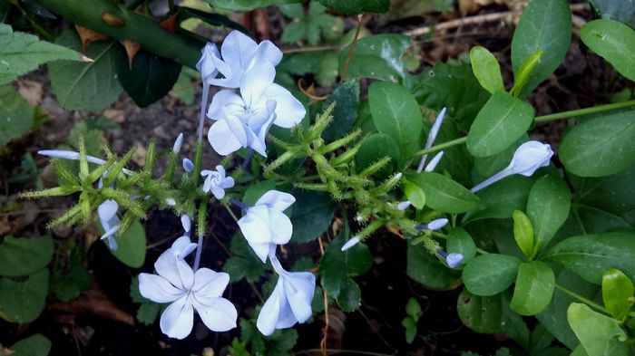 Plumbago - 2016 Plantele mele