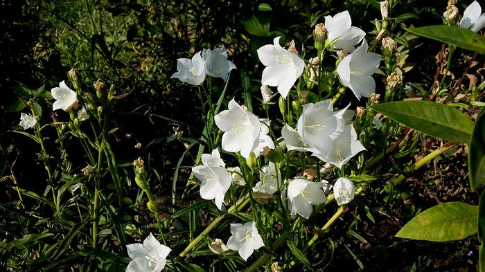 Campanula la a treia remontare ! - 2016 Plantele mele