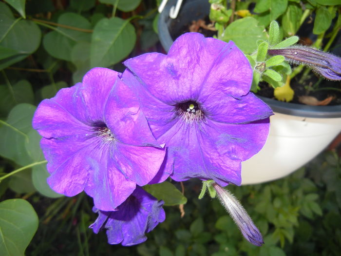 Purple Petunia (2016, June 10) - PETUNIA Simple