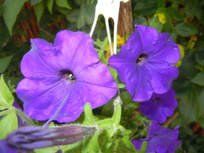 Purple Petunia (2016, June 10) - PETUNIA Simple
