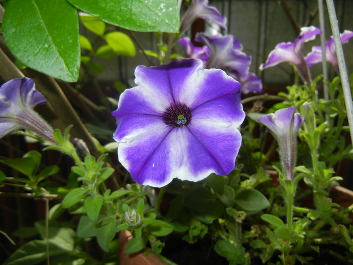 Petunia (2016, June 12) - PETUNIA Simple