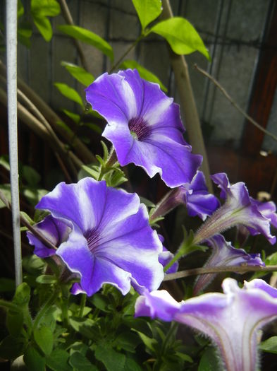 Petunia (2016, June 12) - PETUNIA Simple