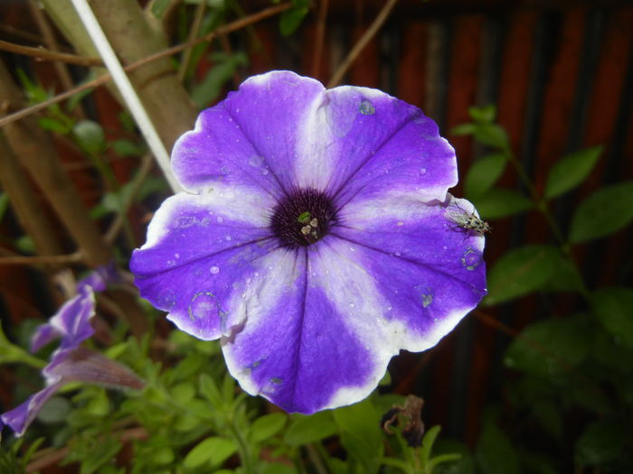 Petunia (2016, June 17) - PETUNIA Simple