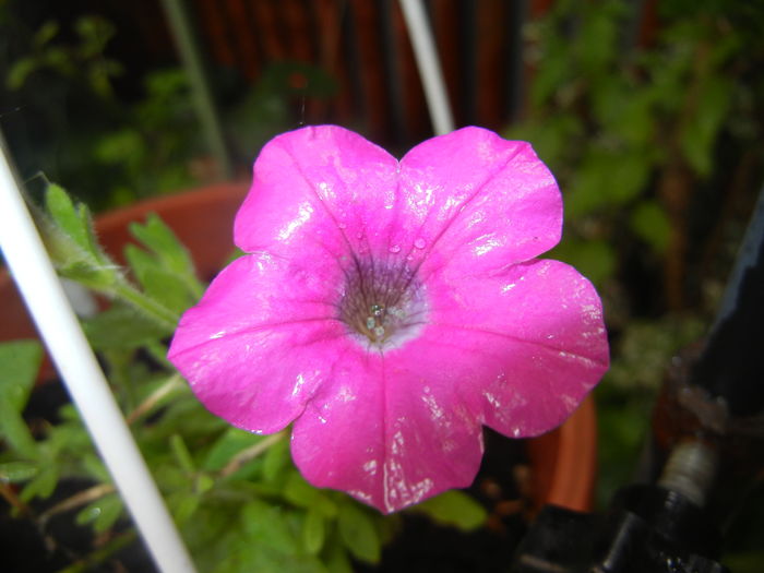 Pink Petunia (2016, June 17) - PETUNIA Simple