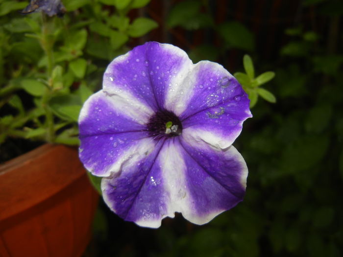 Petunia (2016, June 17) - PETUNIA Simple