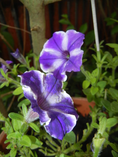 Petunia (2016, June 17)