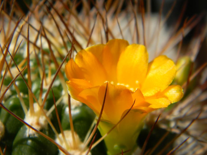 DSCN7722 - 05-Flori-Boboci-Fructe de cactus
