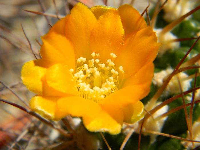 DSCN7725 - 05-Flori-Boboci-Fructe de cactus