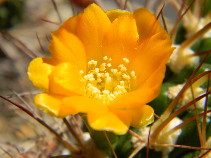 DSCN7726 - 05-Flori-Boboci-Fructe de cactus