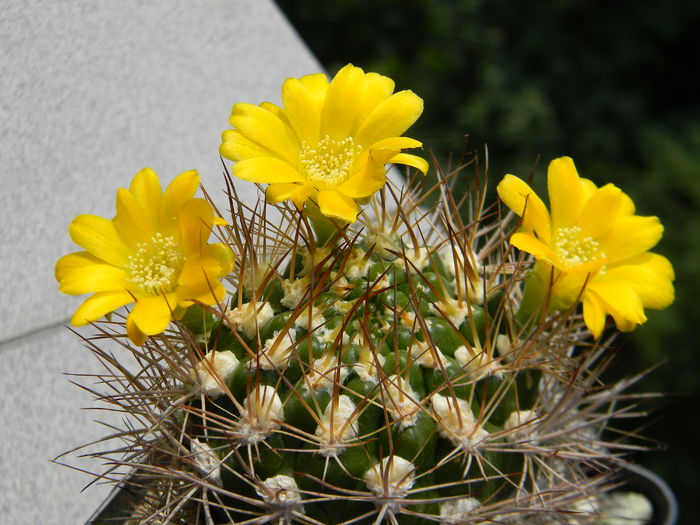 DSCN7754 - 05-Flori-Boboci-Fructe de cactus
