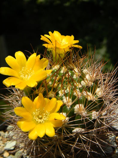 DSCN7756 - 05-Flori-Boboci-Fructe de cactus