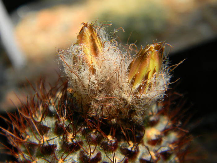 DSCN7764 - 05-Flori-Boboci-Fructe de cactus