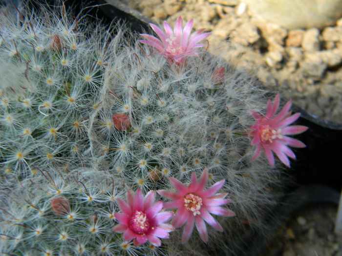 DSCN7794 - 05-Flori-Boboci-Fructe de cactus