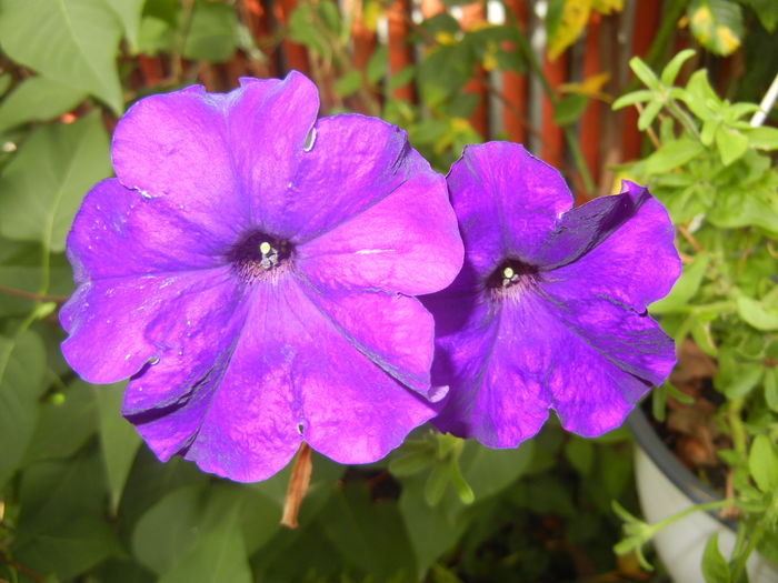 Purple Petunia (2016, June 21) - PETUNIA Simple