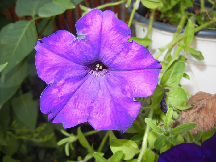 Purple Petunia (2016, July 02)