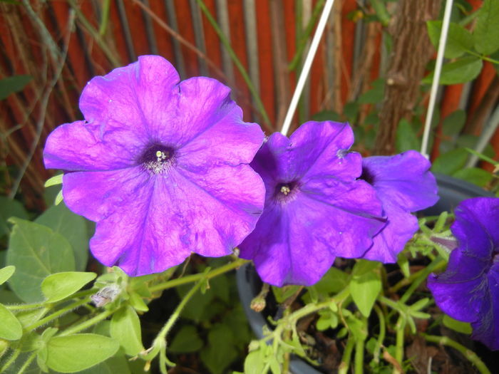 Purple Petunia (2016, July 02) - PETUNIA Simple