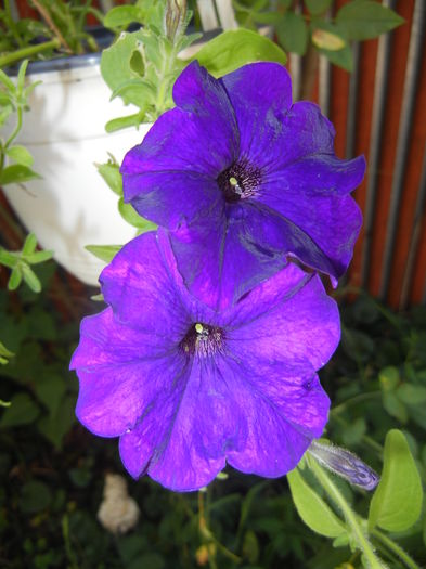 Purple Petunia (2016, July 02) - PETUNIA Simple