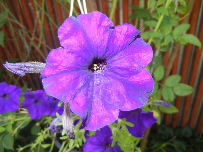 Purple Petunia (2016, July 02) - PETUNIA Simple
