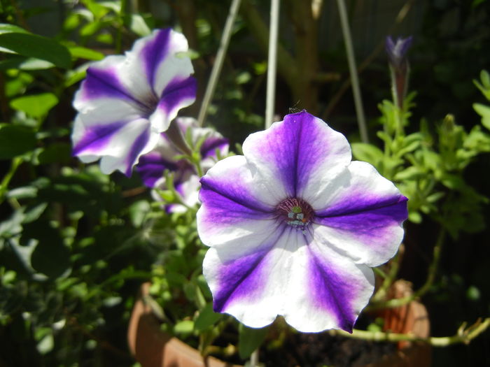 Petunia (2016, July 06) - PETUNIA Simple
