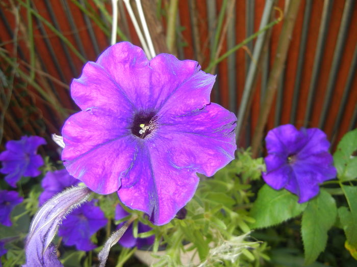 Purple Petunia (2016, July 14) - PETUNIA Simple