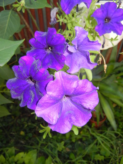 Purple Petunia (2016, July 14) - PETUNIA Simple