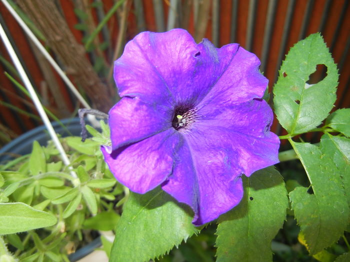 Purple Petunia (2016, July 14) - PETUNIA Simple