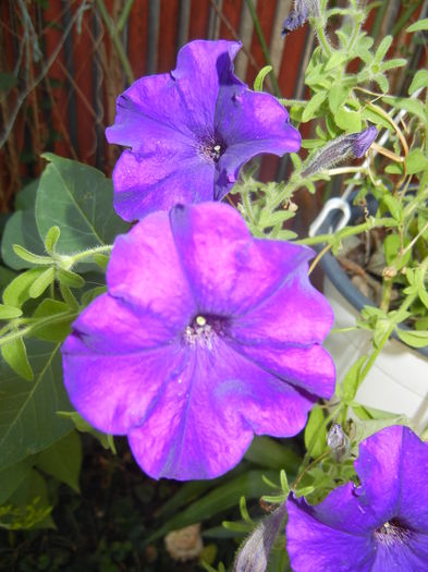 Purple Petunia (2016, July 14) - PETUNIA Simple