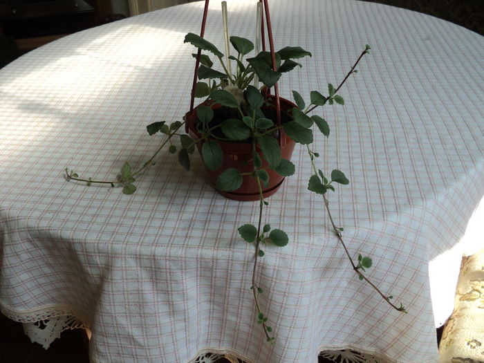 25 iul 2016 Sunt o Alsobia San Miguel , mandra de mine !; Crenguta care sta in sus,se pregateste sa plece inapoi,de unde a venit mama ei...
