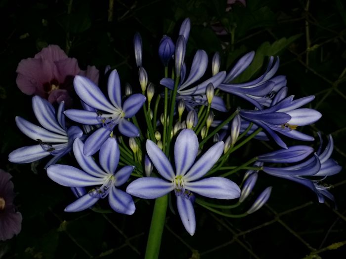 20160721_221838 - Plante in ghiveci 2016