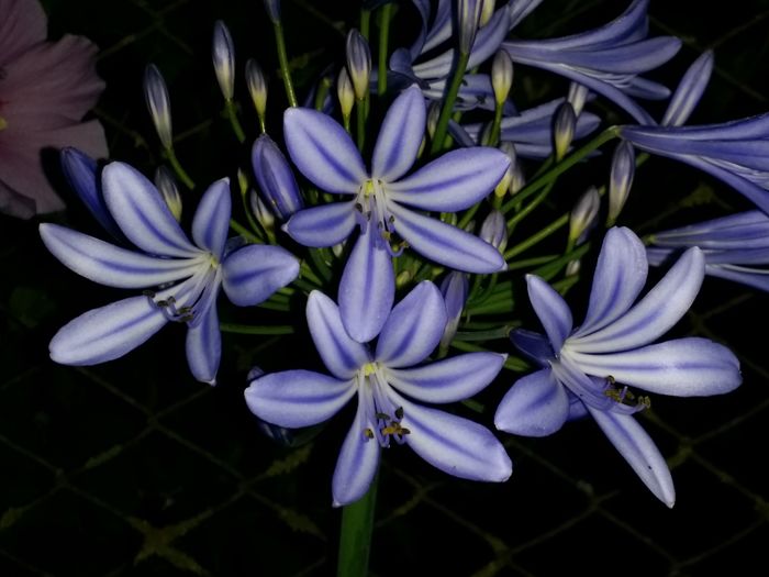 20160721_221904 - Plante in ghiveci 2016