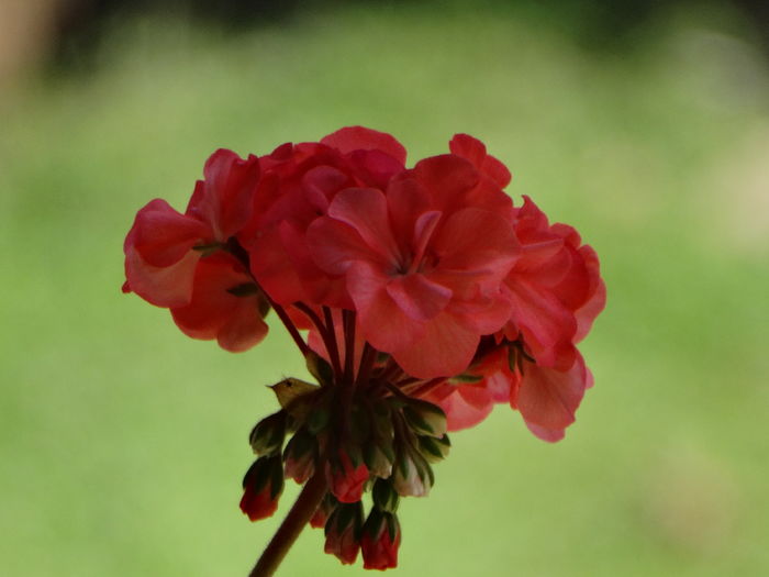 DSC09565