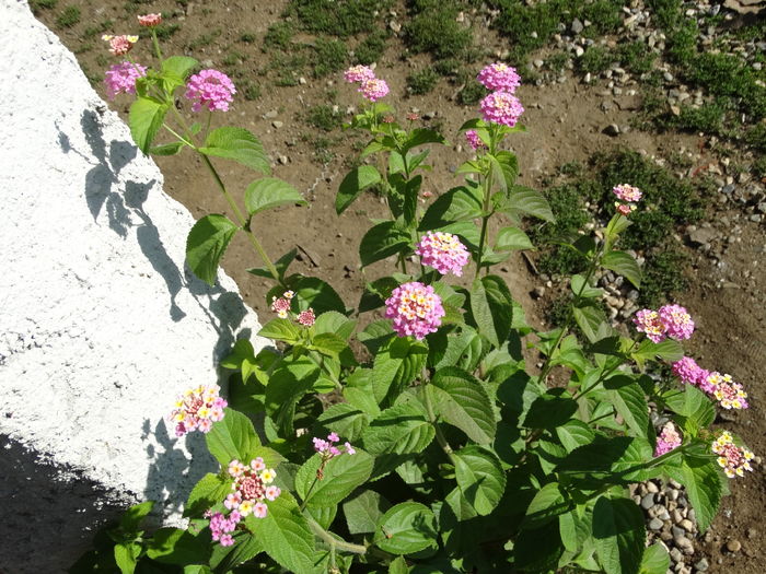 DSC09475