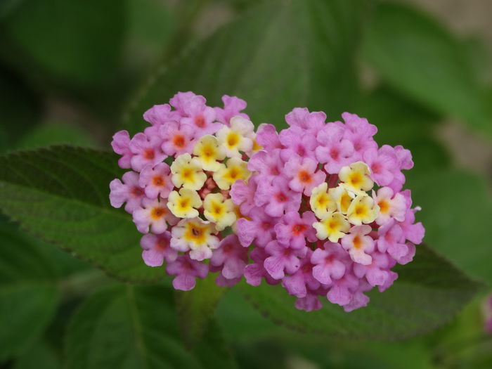 DSC09517