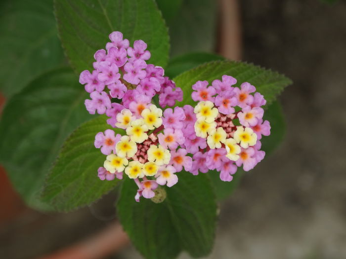 DSC09518