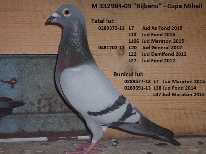 M Cupa Mihail "BIJBANU"- F bun reproducator