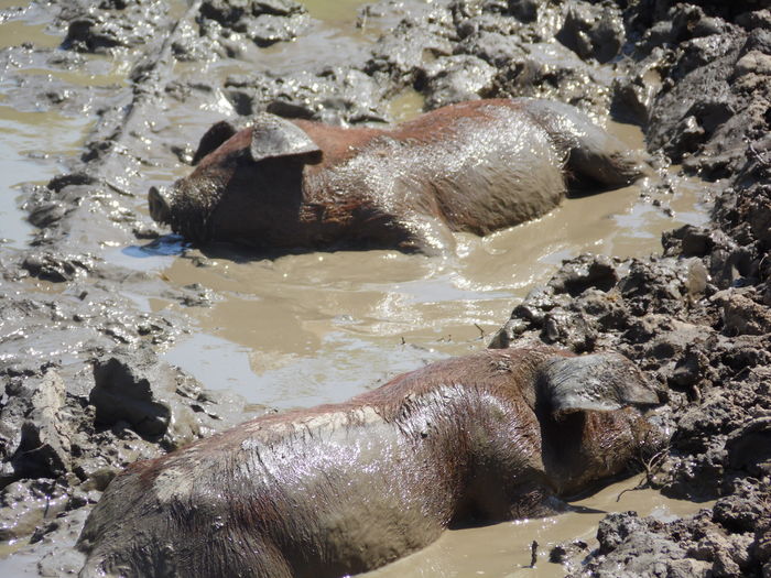 anti - c - Porci Duroc American