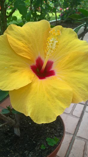 WP_20160725_15_41_59_Pro - Hibiscus Adonicus Yellow