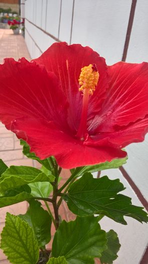 WP_20160725_15_42_17_Pro - Hibiscus Vermillion Queen