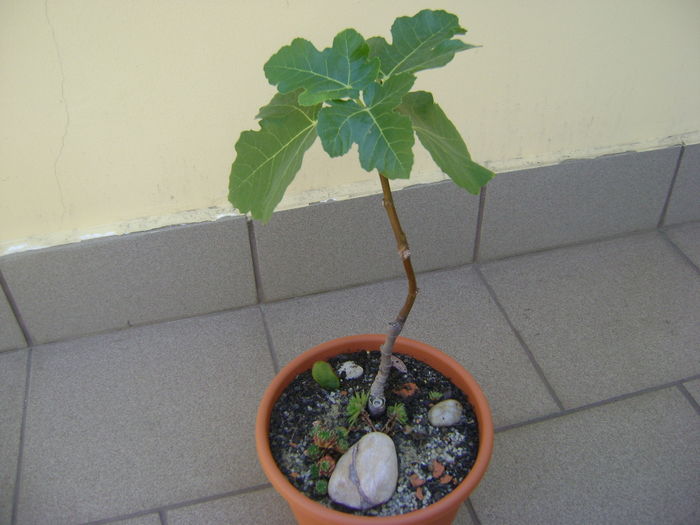 Ficus carica (smochin) - Bonsai si prebonsai 2016-2017