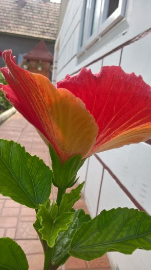 WP_20160725_15_42_25_Pro - Hibiscus Vermillion Queen