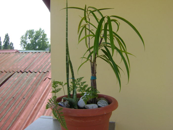 Ficus cv Alii & Sansevieria cylindrica & Davallia (Feriga labuta de iepure) - Bonsai si prebonsai 2016-2017