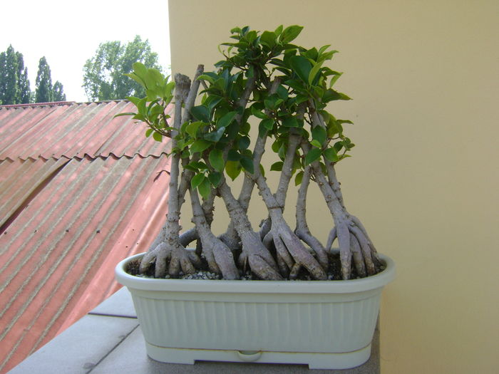 Ficus ginseng impletit