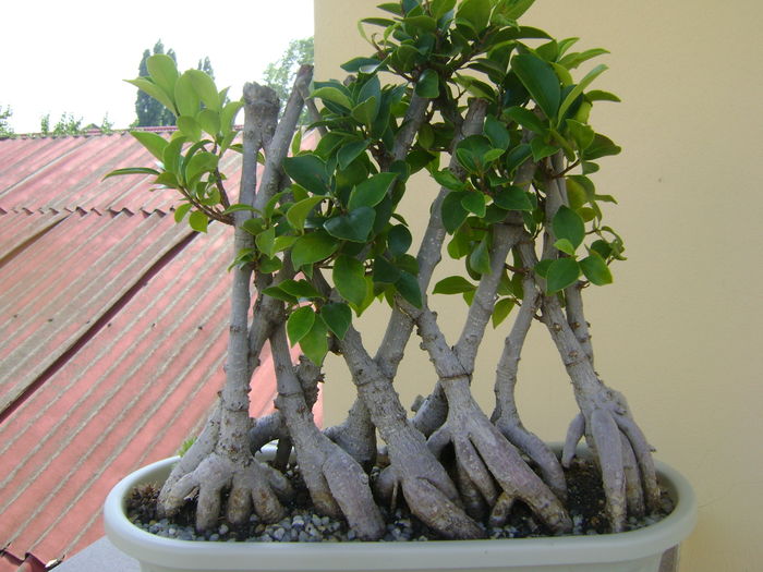 Ficus ginseng impletit - Bonsai si prebonsai 2016-2017